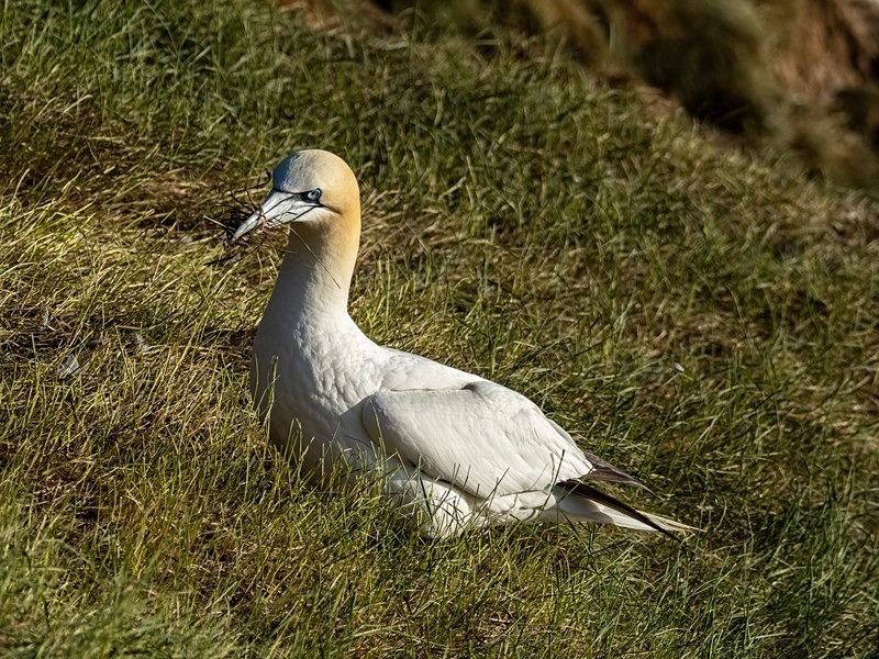 Gannet - Gannets