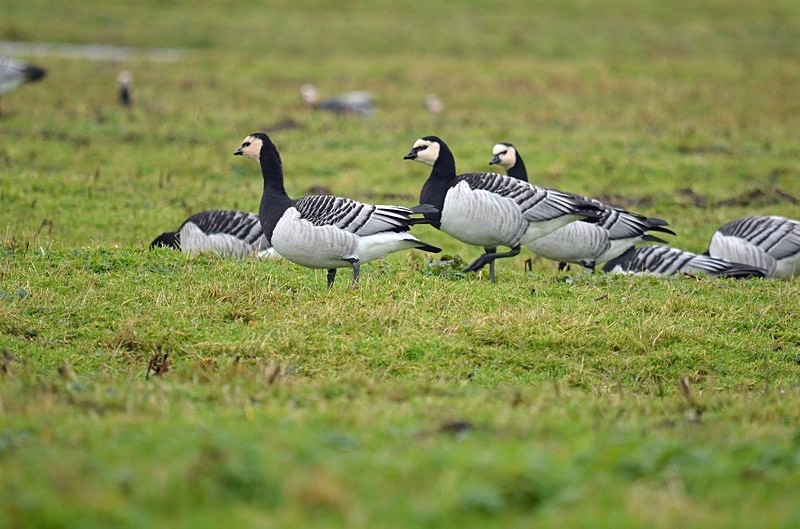 Barnacle Geese - Netherlands - December 2019