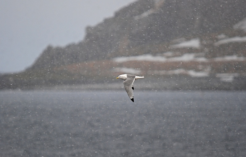Kittiwake - Norway