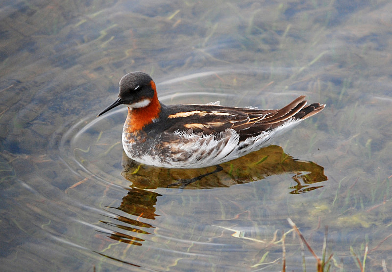 Red-necked Phalarope - Phalaropes