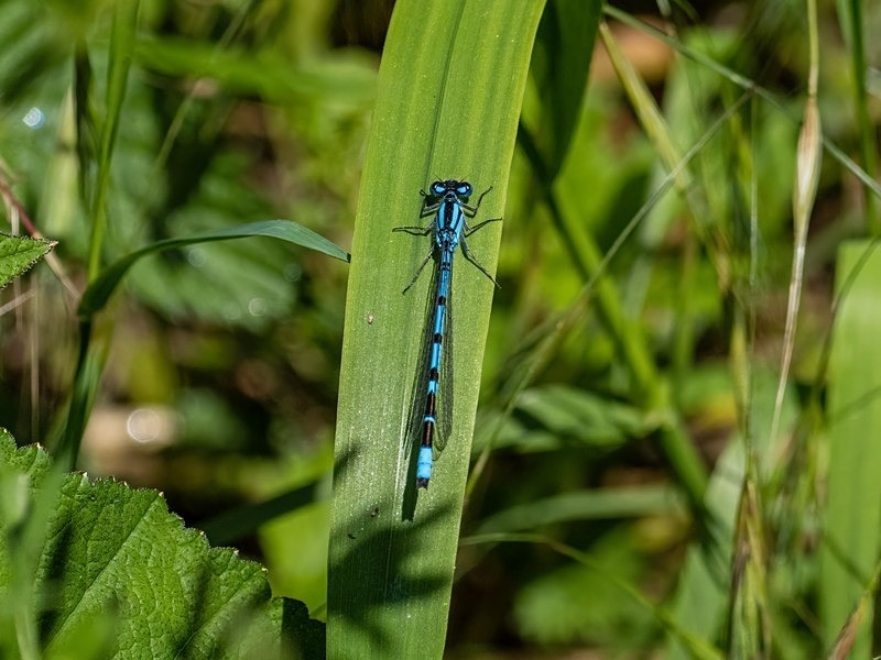 Common Blue Damselfly - Dragonflies and damselflies