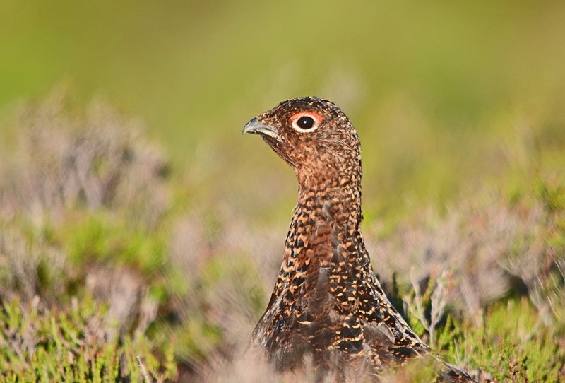 Red Grouse - Game birds