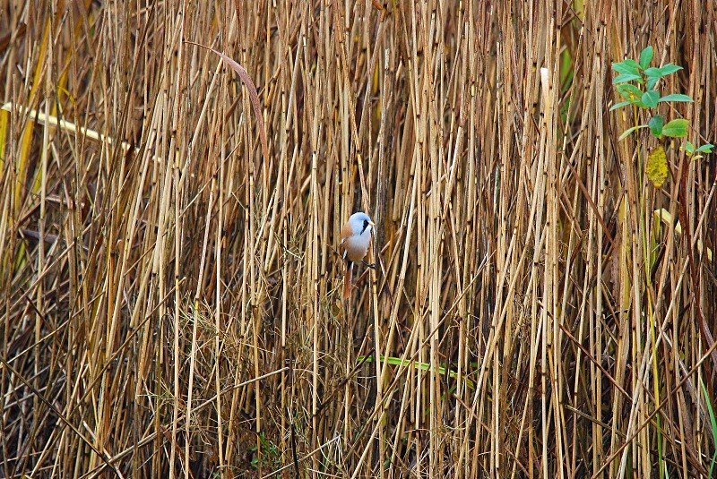 Bearded Tit - Reedlings