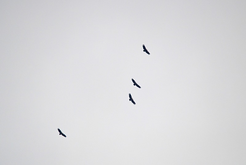 Griffon Vultures - South Spain - September 2013