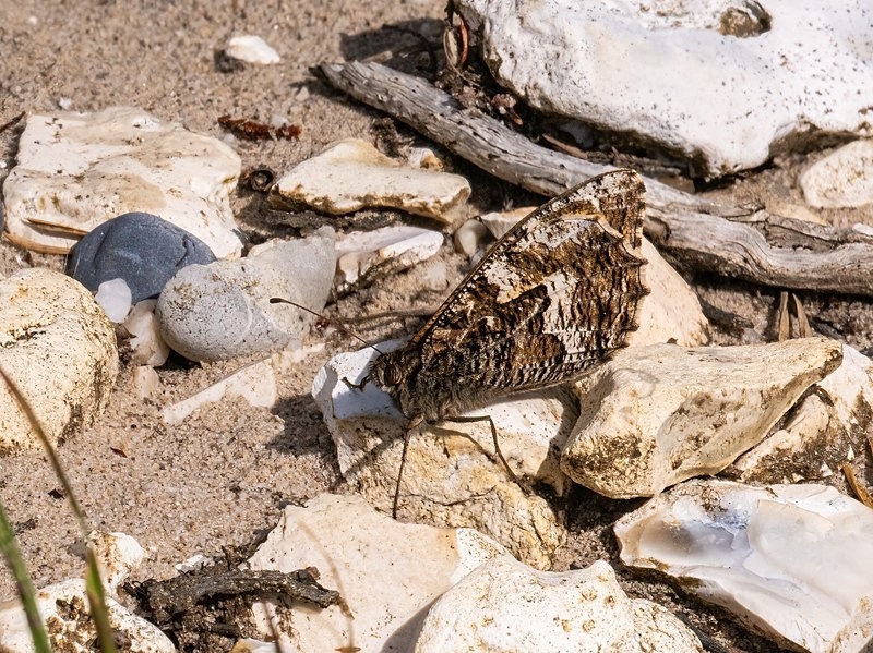 Grayling - Butterflies