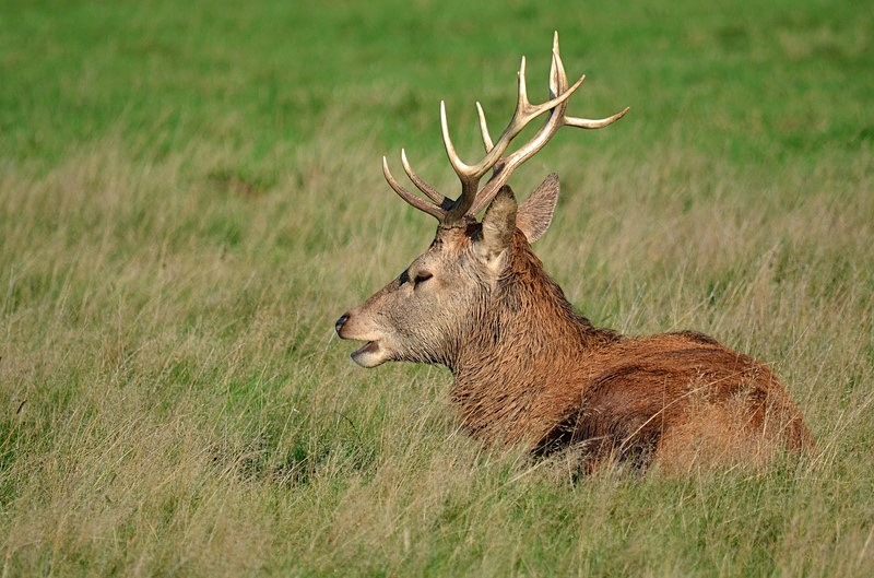 Red Deer - Red Deer