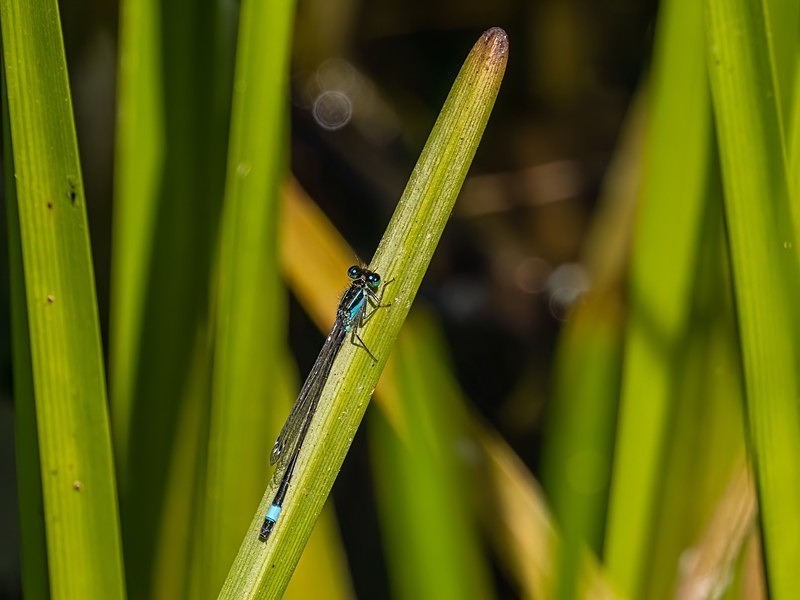 Blue-tailed Damselfly - Dragonflies and damselflies