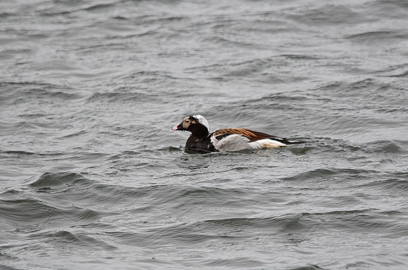 Long-tailed Duck - North east Iceland