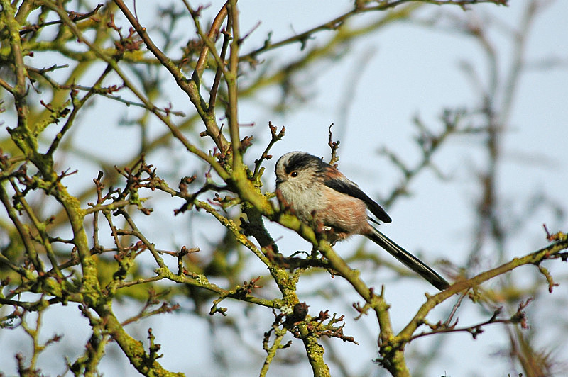 Long-tailed Tit - Tits