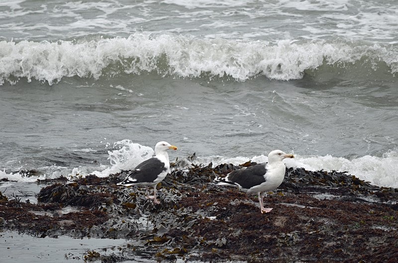 Great Black-backed Gulls - Ireland - January and February 2020