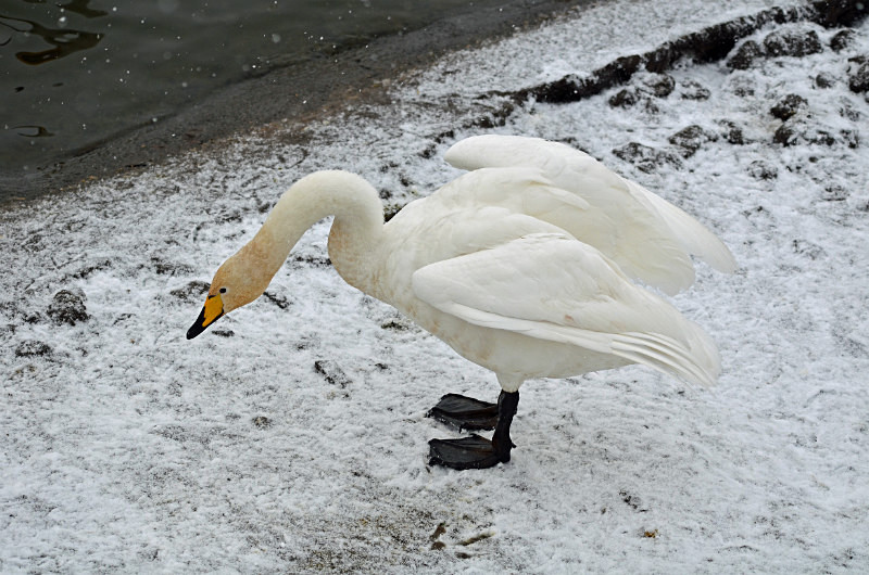 Whooper Swan - Whooper and Bewick's Swans