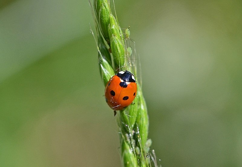 Seven-spot Ladybird - Insects, beetles, spiders, etc.