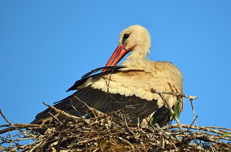 White Stork - Bulgaria