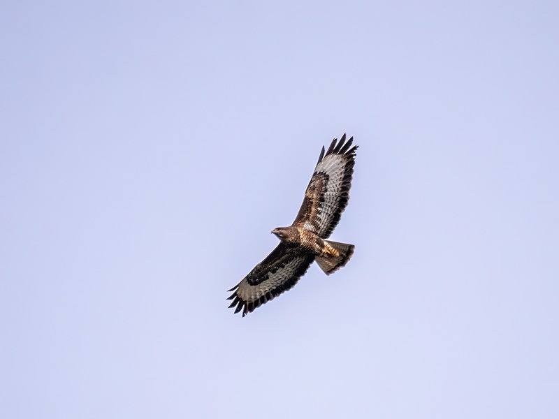Common Buzzard - Birds of prey