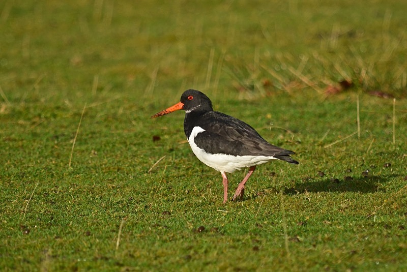 Oystercatcher - Oystercatchers