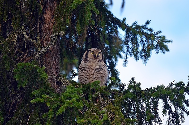 Northern Hawk Owl - North Finland - part 2