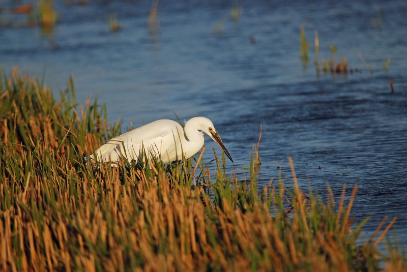 Little Egret - Catalunya
