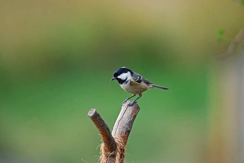 Coal Tit - Tits