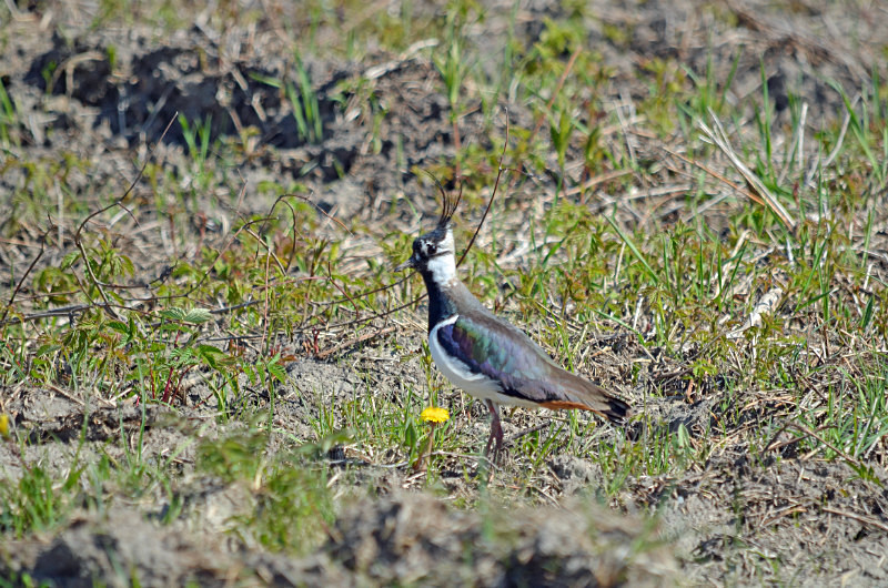 Lapwing - Estonia