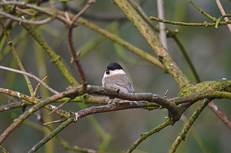 Willow Tit - Tits