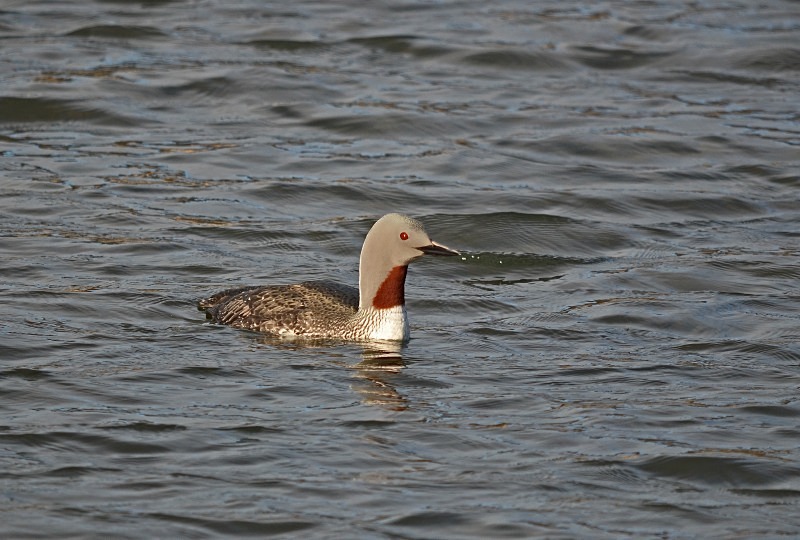 Red-throated Diver - Snæfellsnes peninsula