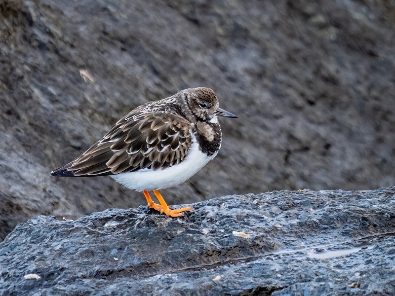 Turnstone - Sandpipers