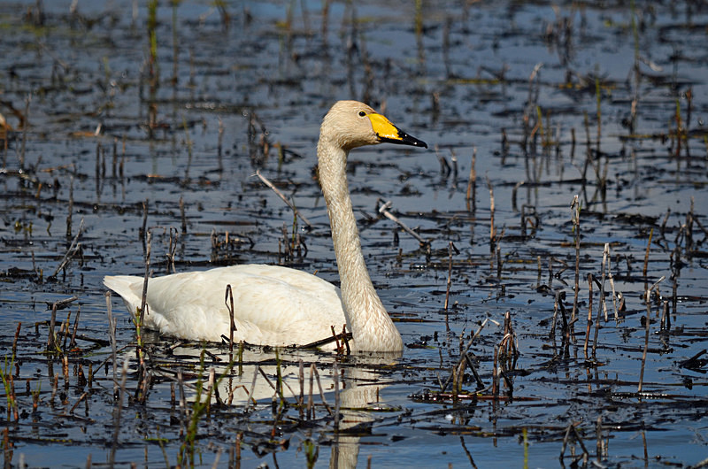 Whooper Swan - Estonia