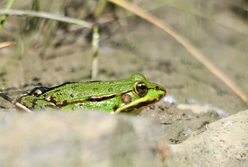 Marsh Frog - Slovakia
