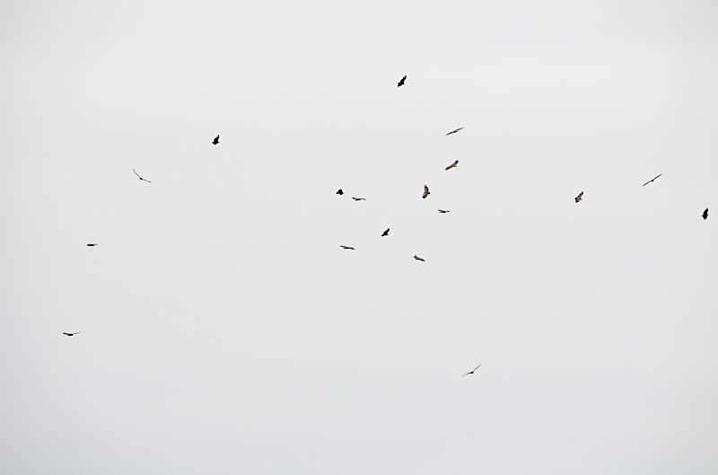 Griffon Vultures - South and west Spain - April and May 2012