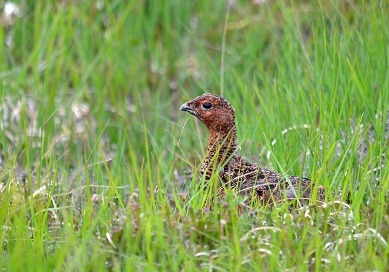 Red Grouse - Game birds