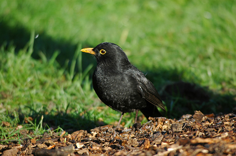 Blackbird - Thrushes