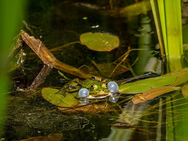 Edible Frog - Frogs and toads