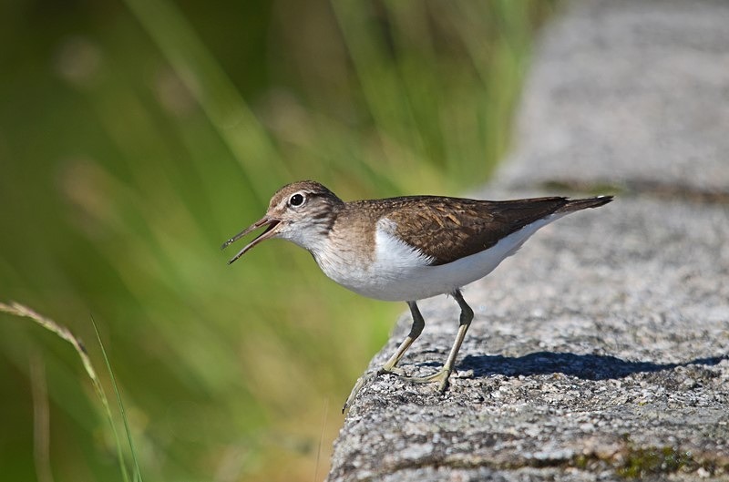 Common Sandpiper - Sandpipers