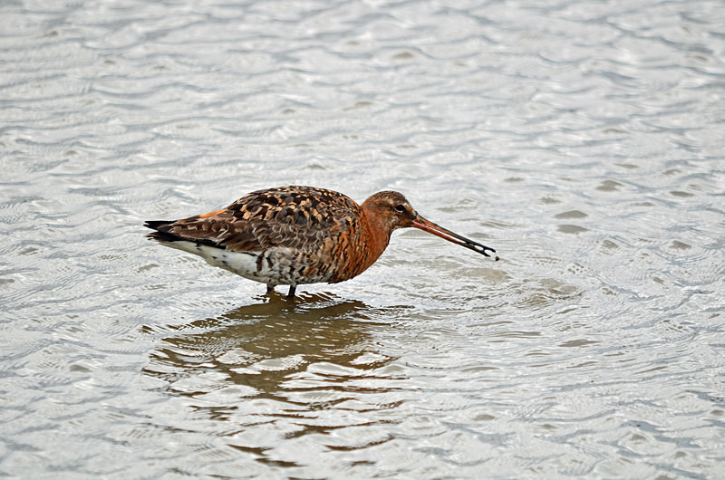 Black-tailed Godwit - Sandpipers