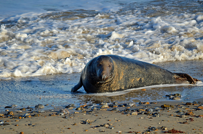 Atlantic Grey Seal - Atlantic Grey Seals