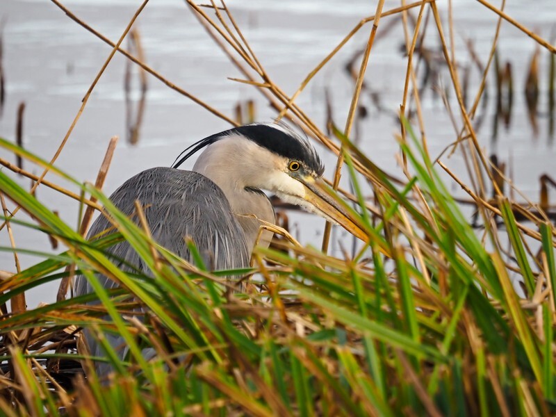 Grey Heron - Herons and egrets