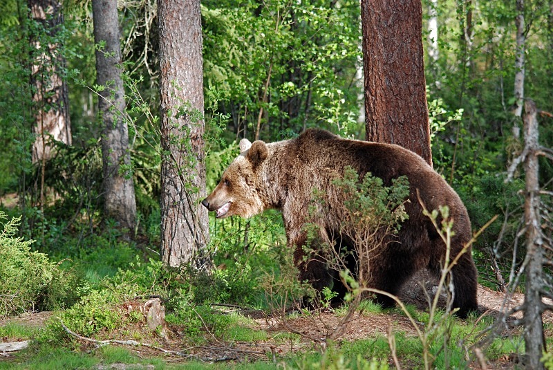 Brown Bear - North Finland and north Norway - May and June 2009