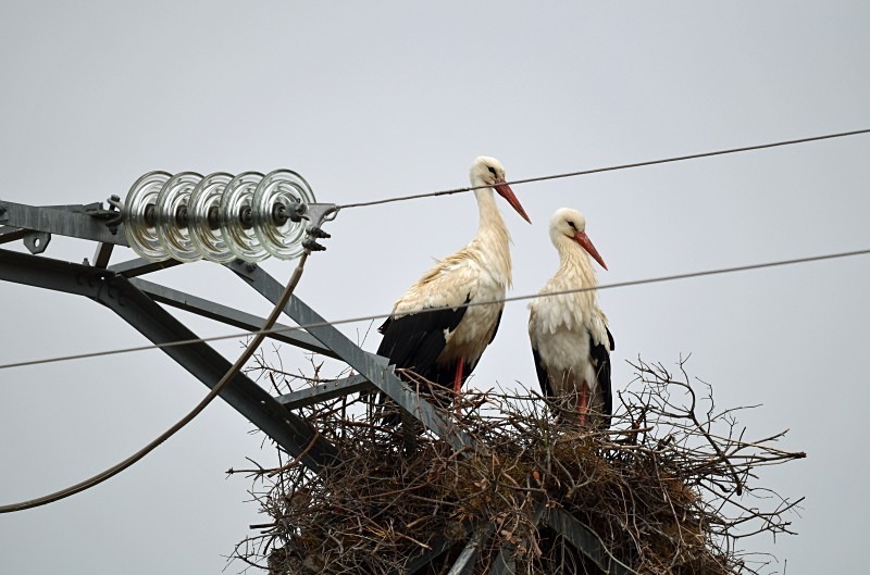 White Storks - South and west Spain - April and May 2012