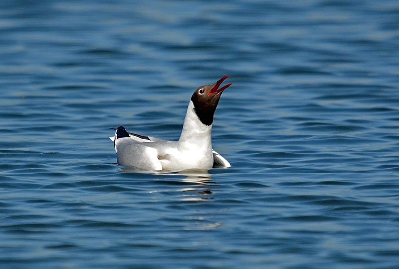 Black-headed Gull - Gulls
