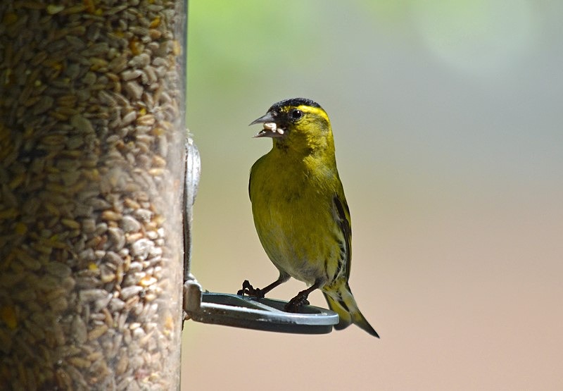 Siskin - Finches
