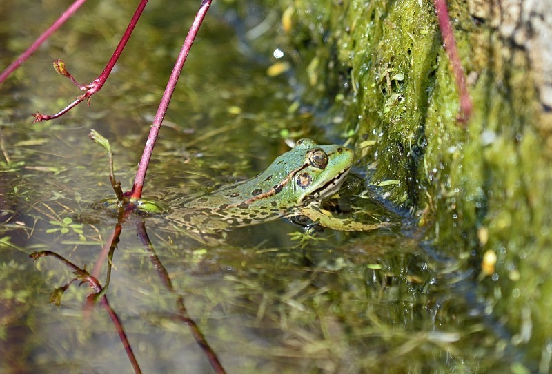 Marsh Frog - Frogs and toads