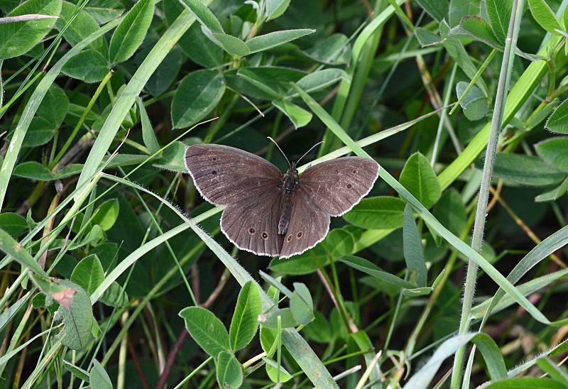 Ringlet - Butterflies