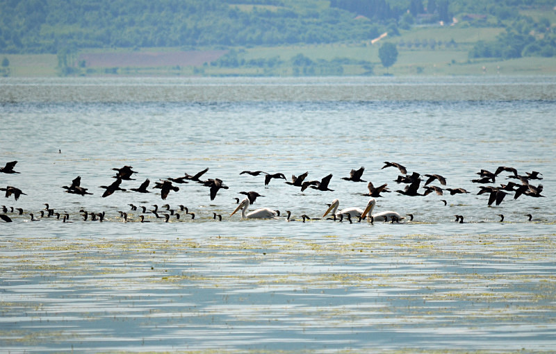 Cormorants and Dalmatian Pelicans - Central Macedonia