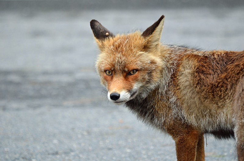 Red Fox - South and west Spain - April and May 2012