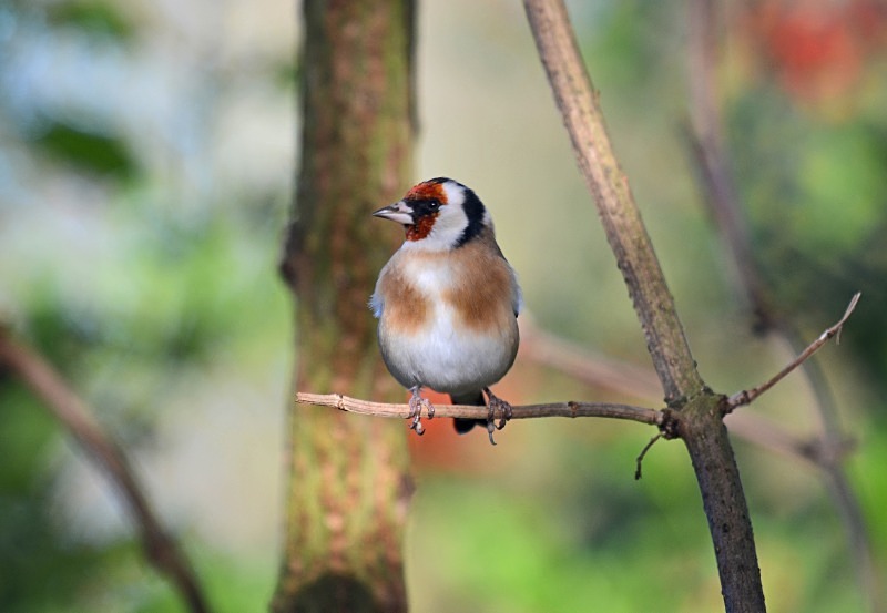 Goldfinch - Finches