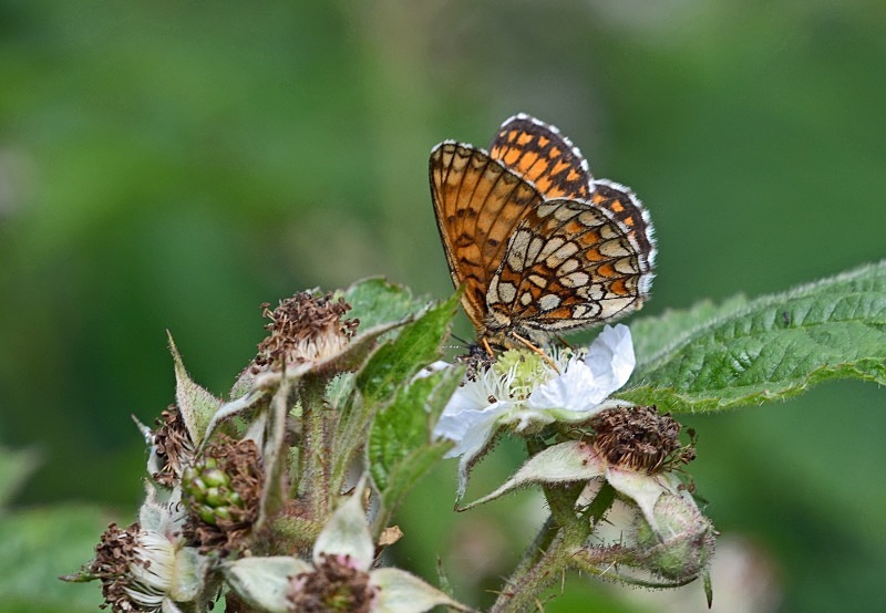 Heath Fritillary - Butterflies