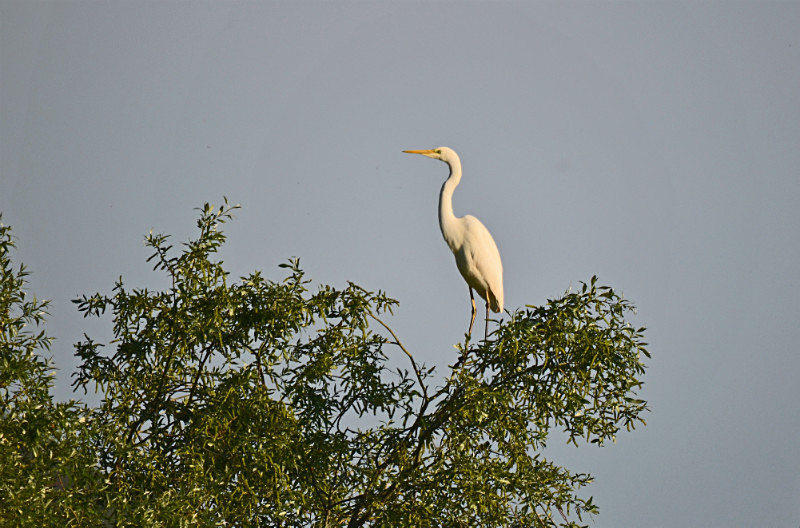 Great White Egret - West Macedonia
