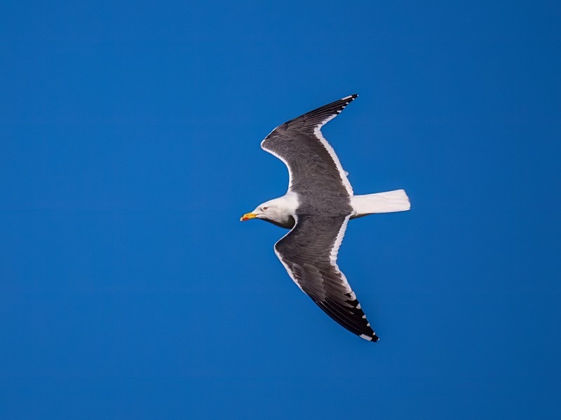 Lesser Black-backed Gull - Gulls
