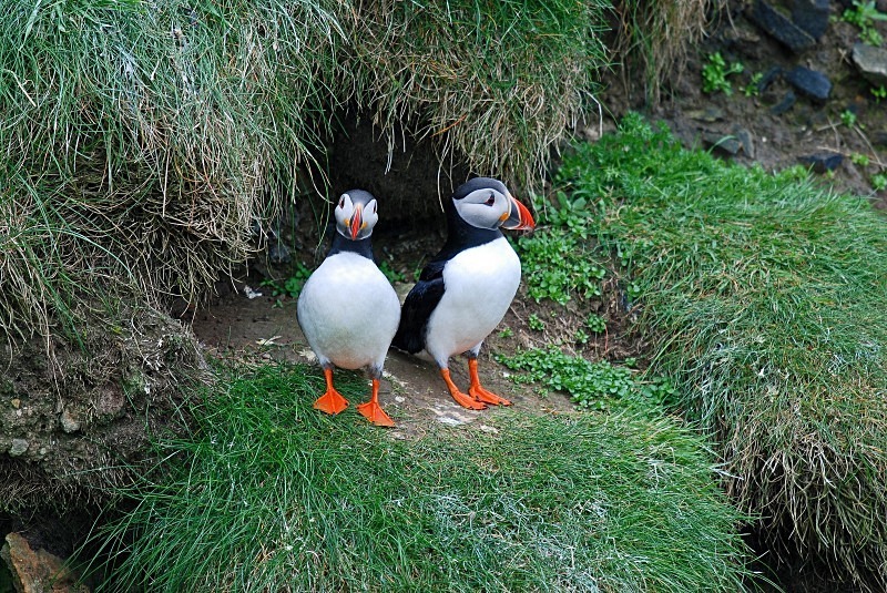 Puffins - Puffins