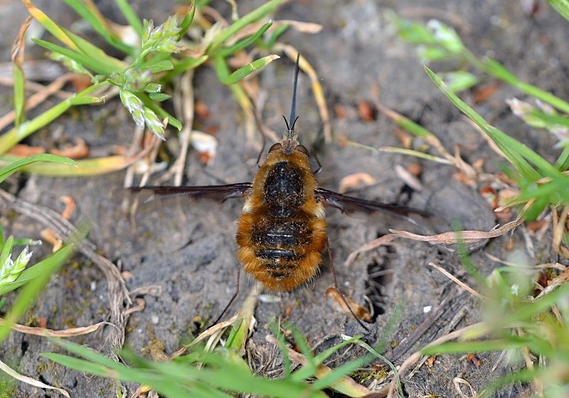 Dark-edged Bee-fly - Insects, beetles, spiders, etc.